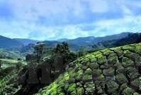 糖心vlog最新下载地址-潮流打卡，解锁糖心Vlog最新下载站的惊喜之旅